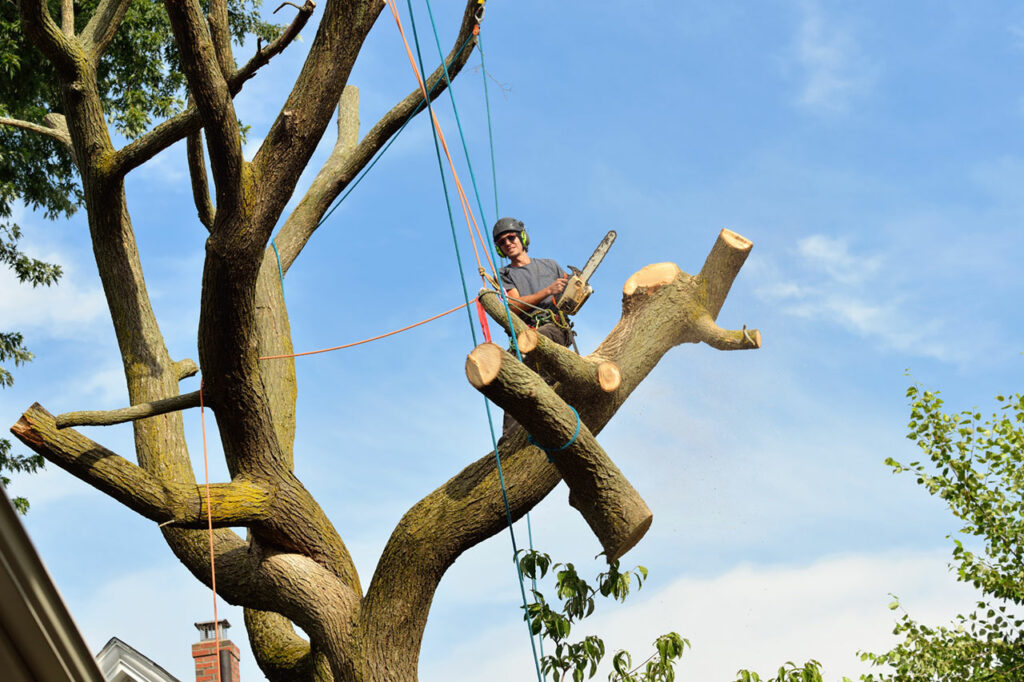 Expert Tree Removal Avon Farmington Granby Simsbury