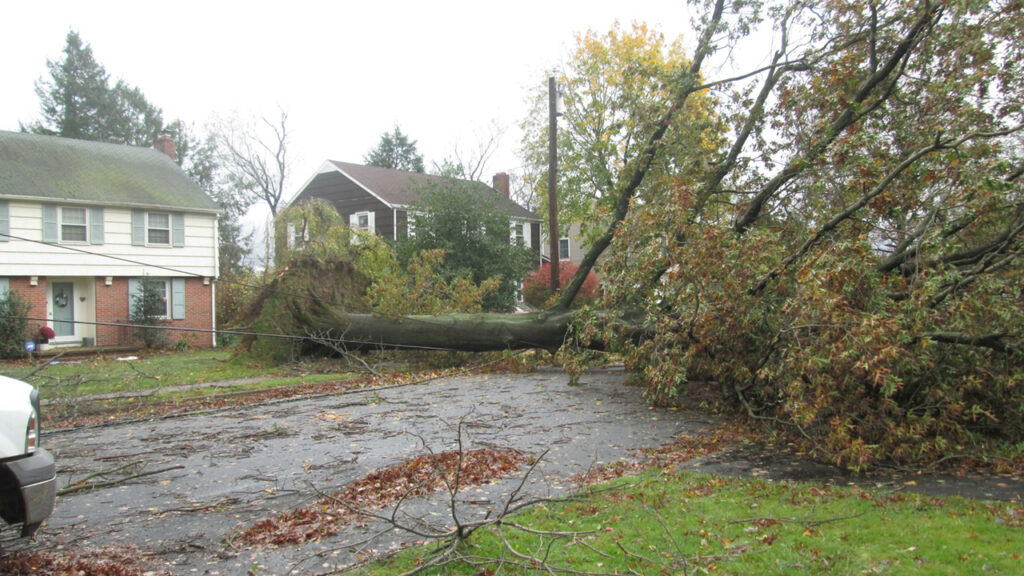 24-7 Expert Emergency Tree Services