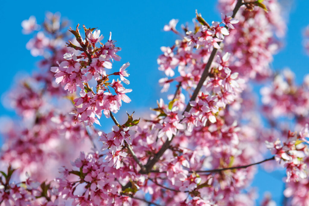 Spring Has Sprung! Get Your Trees Ready with Hartford County's Best Tree Services