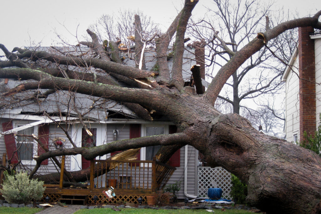 Emergency tree removal after storm damage