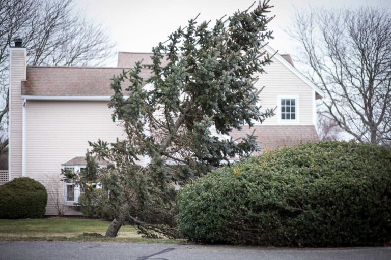 When to Remove a Hazardous Tree Before It's Too Late